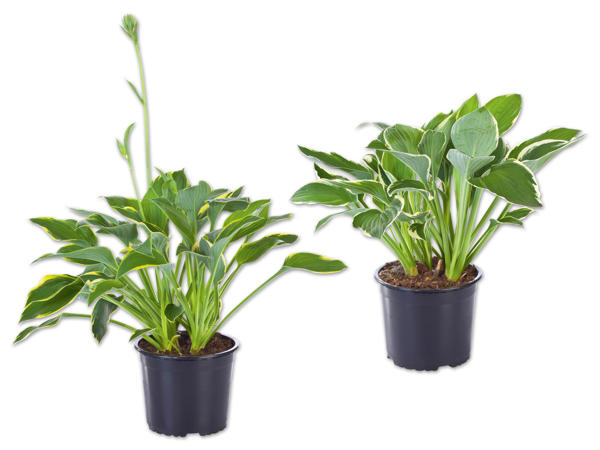 Hosta