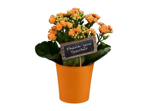 Thank you Teacher Kalanchoe