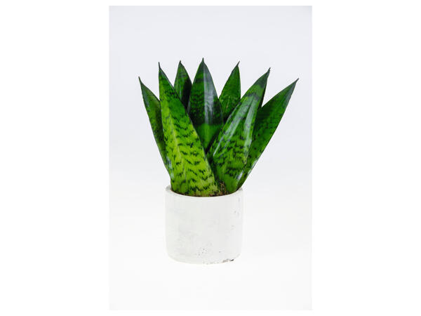 Easy Care Plant (Ceramic Pot)