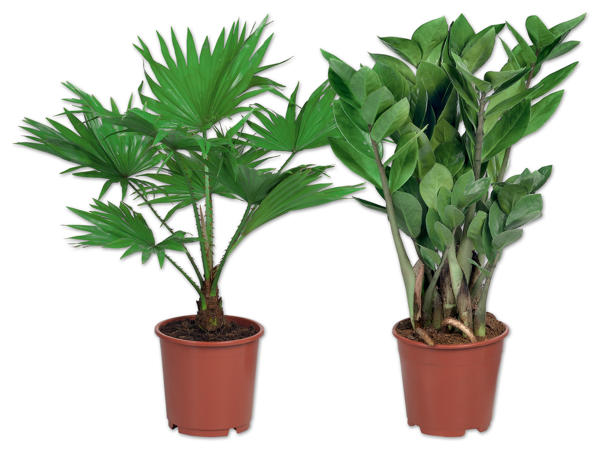 Exklusive Palme