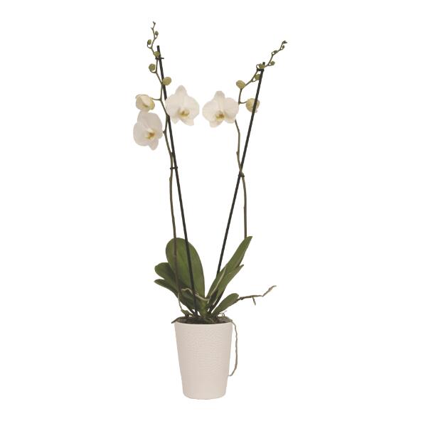 Orchidee