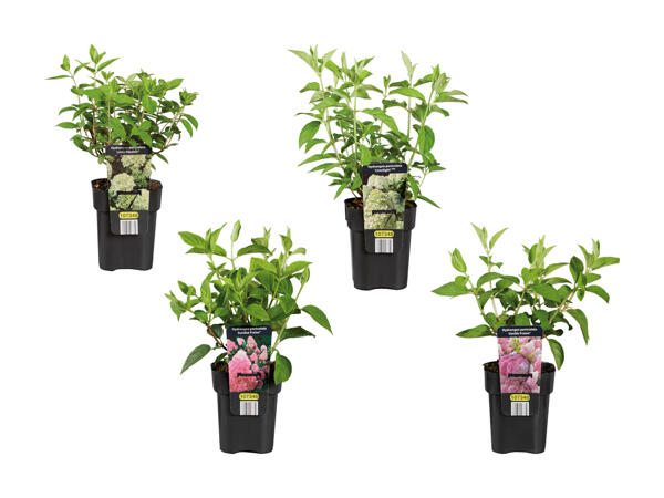 Hortensias exclusifs