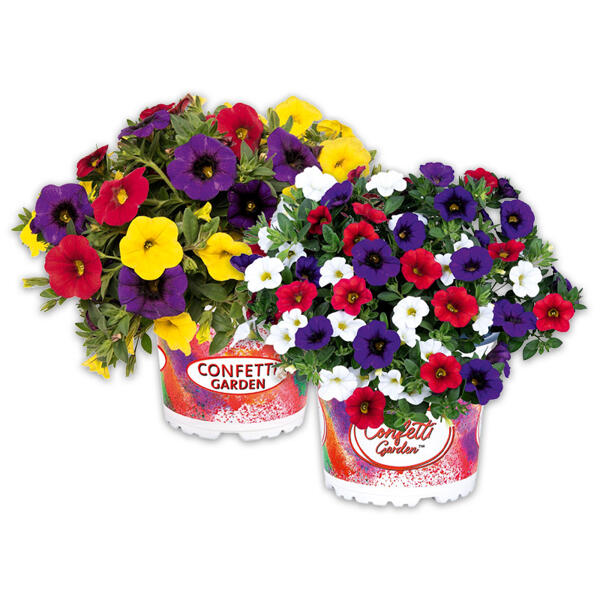 Confetti Garden Trio Mix