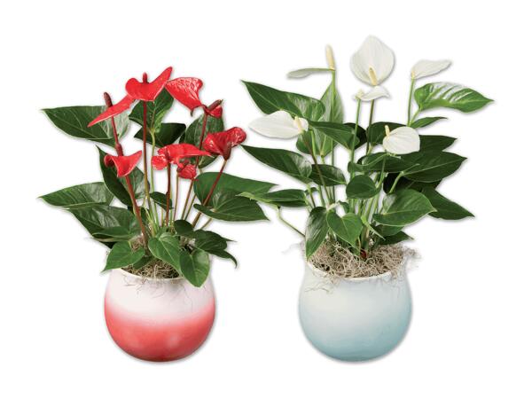 Anthurium in Keramik