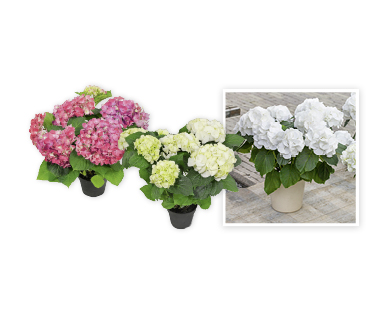 Hortensias