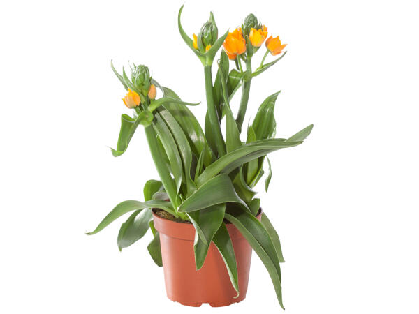Orangefarbener Milchstern 