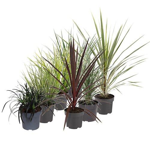 GARDENLINE Graminées