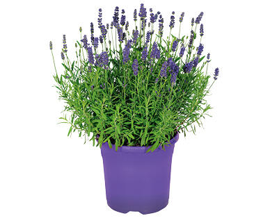 LAVANDA ANGUSTIFOLIA