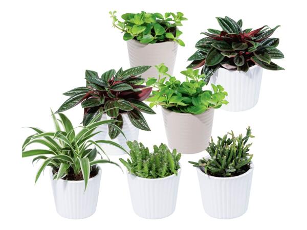 Mini succulents
