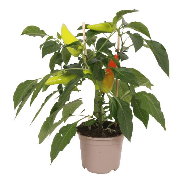 Groenteplant