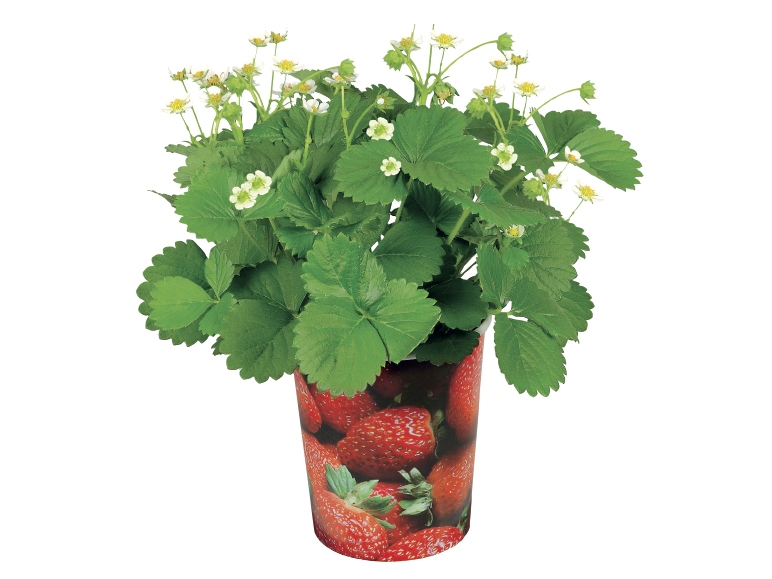 Fruit Plants