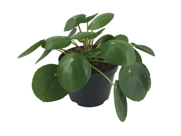Kinesisk pengeplante Pilea
