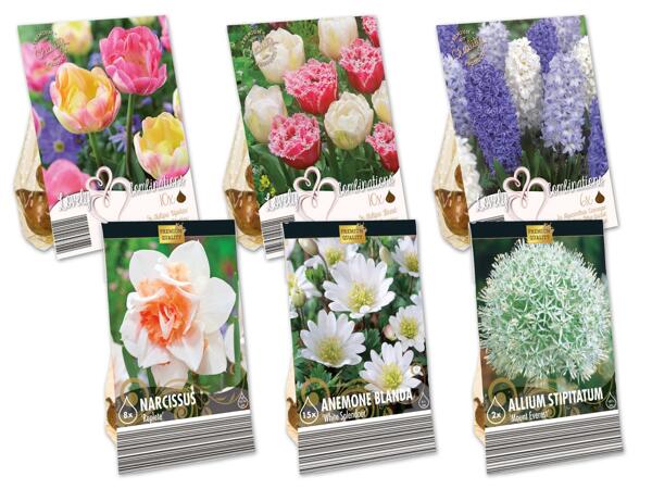 Frühjahrsblumenzwiebeln Premium