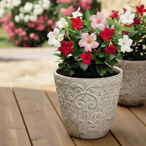 Dipladenia Busch Trio*