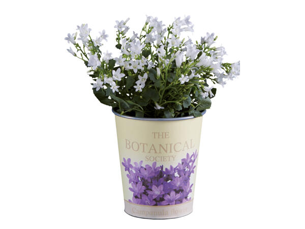 Campanula