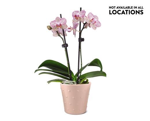 5" Easy Orchid Assorted Colors