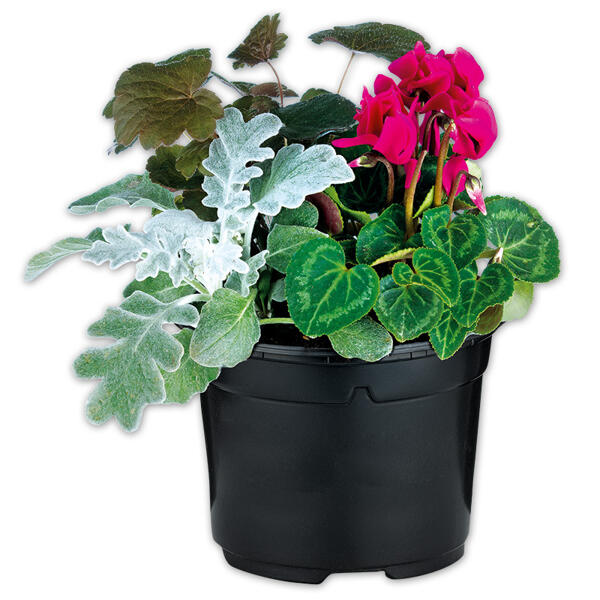 Herbstmix Trio