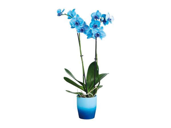 Colourful Orchid in Pot