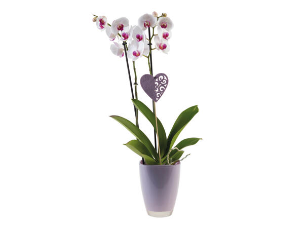 Orchids in Ceramic