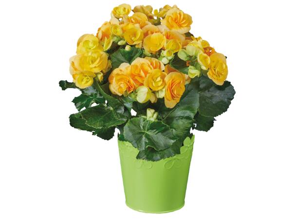 Flowering Plants