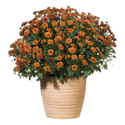 Kuglekrysantemum