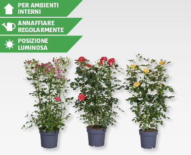Rose rampicanti a spalliera