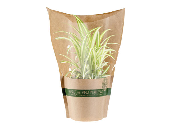 Air Purifying Plant