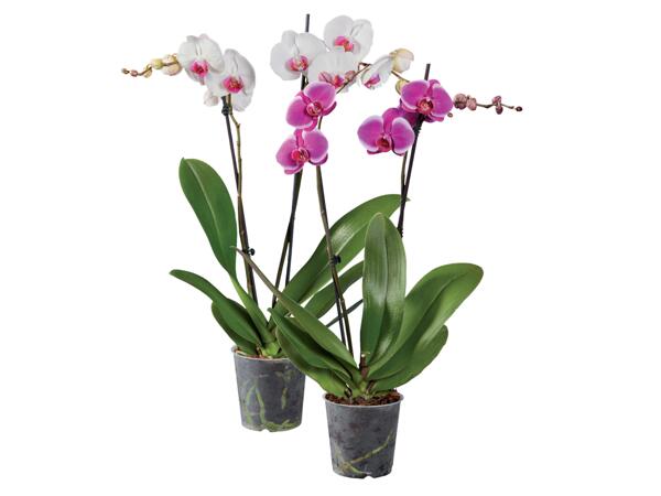 Phalaenopsis