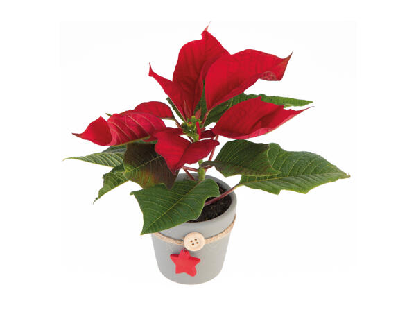 Mini Poinsettia with Pot