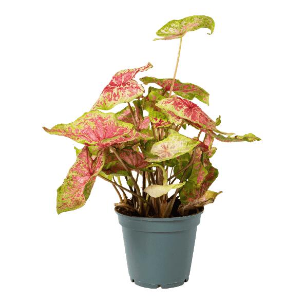 Caladium