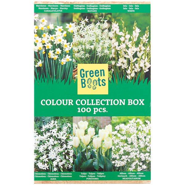 Mélange de bulbes de fleurs Green Boots