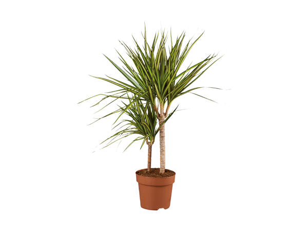 Dracaena
