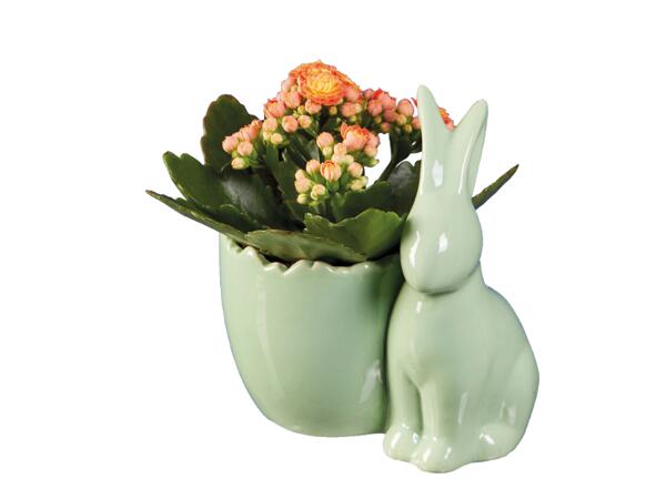 Easter Bunny with Kalanchoe