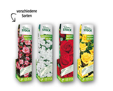 Rosenstock