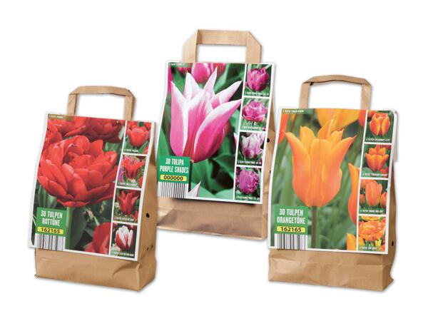 Tulpenzwiebelnmix Ton in Ton