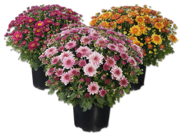 Buschchrysanthemen „Amarena"