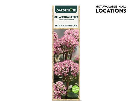 Gardenline
Ornamental Shrub Assorted Varieties