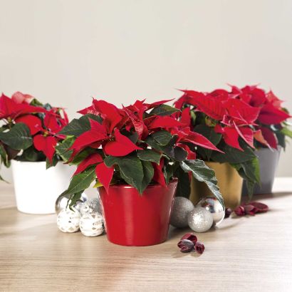 Kerstster
