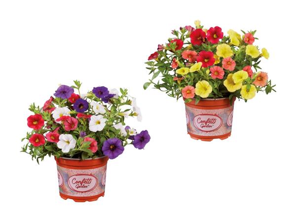 Mini petunia Confetti garden
