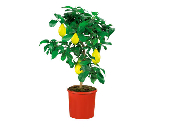 Large Citrus Tree