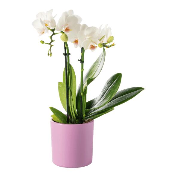 Orchidée