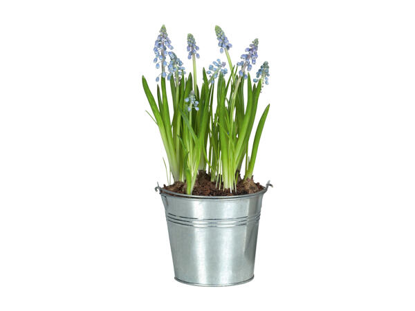 Bulbs in Pots