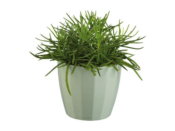 Green Plants