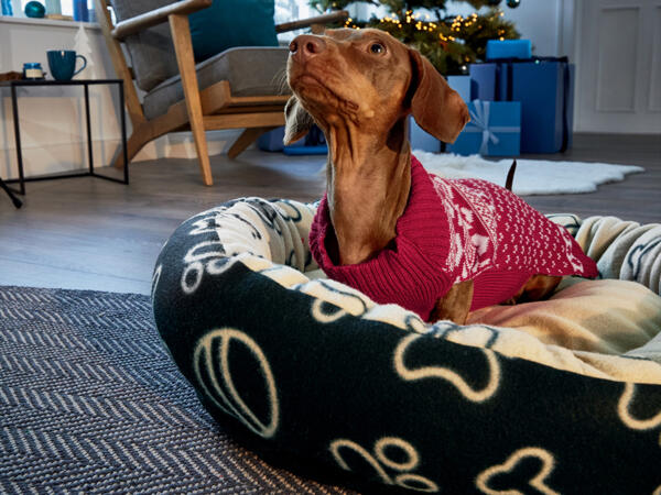 Dog Bed