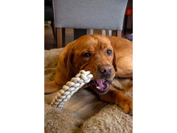 Dog Chew Toy
