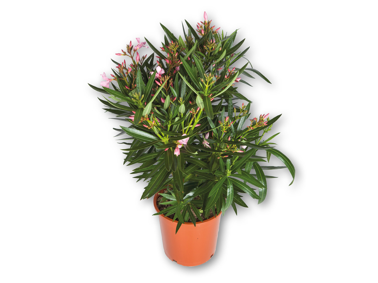Oleander