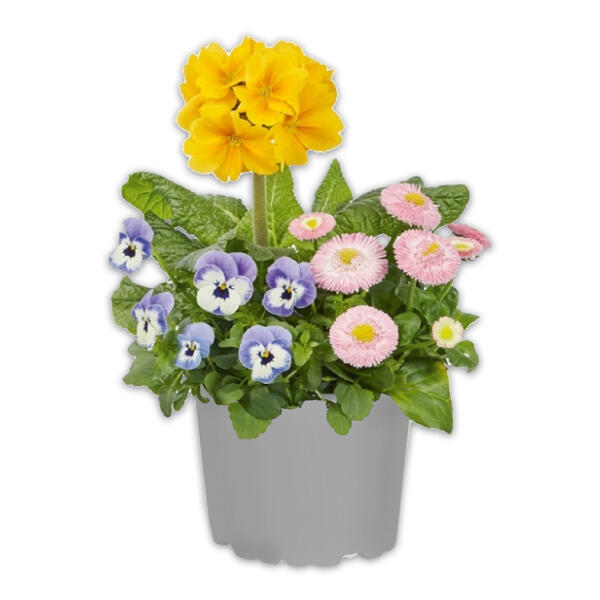 Spring Checkies Trio Mix