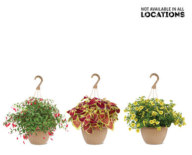 10" Hanging Basket