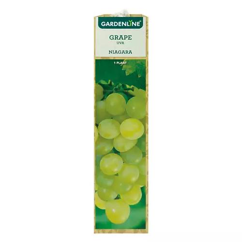 Berry Bush Assorted Varieties