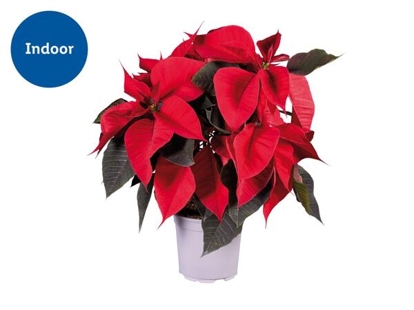 Poinsettia
